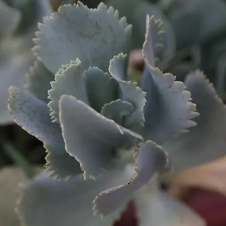 Szálloda Kasgar Court 2*