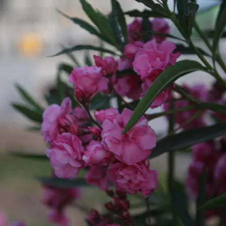 Kasgar Court 2* Ayvaryara