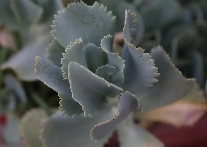 מלון Kasgar Court 2*