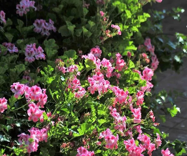 كاسغار كورت Ayvaryara