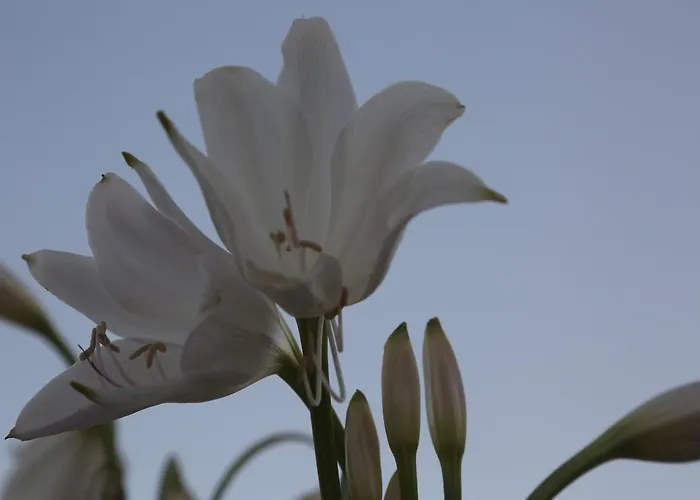 فندق كاسغار كورت 2*