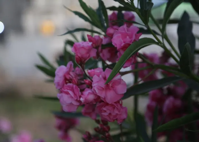 Kasgar Court 2* Ayvaryara